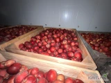 Sprzedam około 200 skrzyń Red JonaPrinca za wagę w skrzyni. Zerwany od 7+. Jabłko ładnie wybarwione. 