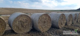 Sprzedam słomę pszeniczną ze zbioru 2024. Bele 130cm owinięte siatką, suche z pod przykrycia. Ilość około 400 sztuk. Możliwy...