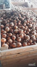 Sprzedam cebulę zdrowa sucha łuska przechowywana w skrzyniopaletach ilość 50ton cena 45gr 