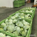 Sprzedam Kapustę Biała Prodikos z chłodni KA. Ilość 200 ton