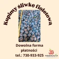 Kupimy śliwki fioletowe 32mm+. Dowolna forma płatności