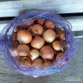 Sprzedam cebulę Rumba, niefazerowana, zdrowa, sucha, z dymki, kal. 5-7, ok. 4 ton. Mozliwość spakowanania w worki po 15kg.
