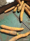 Sprzedam marchew brudna kaliber 2,5-5 piękny zdrowy towar worek 10 kg szczotkowana ilości tirowe . 