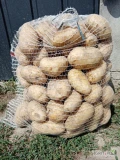 Sprzedam młode ziemniaczki odmiany Irys. W ilosci 300 worków ważne po 15 kg Ziemniaki są bardzo ładne duże kaliber od 58 plus, nie...