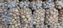 Ukopię pod zamówienie 200-300 worków ziemniaków odmiany riviera. Towar ładny gruby. 