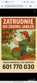 Zatrudnię do zbioru jabłek. Więcej informacji pod numerem 601770030