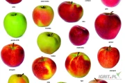 Kupimy do sortowania: Champion, Prince, Golden, Mutsu - zapraszamy do kontaktu Europejskie Centrum Owocowe - ECO Fruits.
