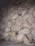 Sprzedam ziemniaki paszowe luzem lub workowane z jasnej ziemi zdrowy towar.