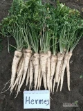 Sprzedam nasiona Pietruszki korzeniowej Hermes w podkiełku.