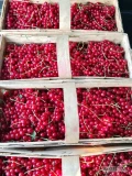 Sprzedam ładną czerwona porzeczkę 