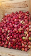Sprzedam Gala Brookfield, Boskop i Honey Crisp 