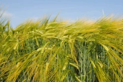 Porozumienie dotyczące przejęcia przez RAGT działalności firmy Syngenta w zakresie nasion jęczmienia browarnego dwurzędowego