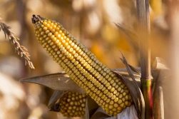 Szybki zrzut wody w końcowej fazie dojrzewania