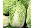 Kupimy kapustę pekinską. Odsort 1,5+kg na przemysł. Cała Polska, płatność od ręki.