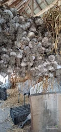 Sprzedam czosnek odmiany harnaś.zdrowy bez uszkodzeń.kaliber od 4 cm.zostało około 200 kg.czosnek z łętą na brudno
