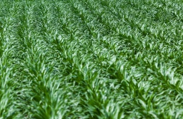 Podsumowanie siewów kukurydzy