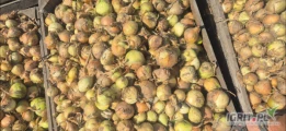 Sprzedam cebule na obieranie, gruby kaliber, trafia się porażona fusarium