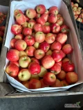 Sprzedam 40skrzynek uniwersalek drobnego jabłka Sander. Kaliber 6+.