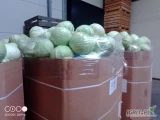 Kupię kapustę białą  kaliber 1kg- 4 kg w karton boks  ilości tirowe płatne na załadunku 