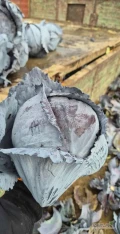 Sprzedam duże ilości kapusty białej na cele przemysłowe odmiany Kolia i Professor. Również czerwona roxy kal 1-3kg. 