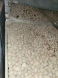 Sprzedam ziemniaka odmiana Ricarda kaliber +30 do +45 pierwszy rok po centrali około 20 ton 