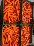Sprzedam duże ilości marchwi marketowej oraz grubej towar myty 