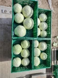 Sprzedam kapuste białą odmiany Strukta. Kaliber 1-4 kg bez wciornastka . Dostępne około 30 ton