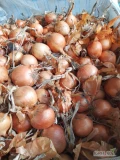 Sprzedam cebulę luzem  lub w big bagu
