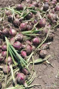 Sprzedam cebulę czerwona z siewu zimowego odmiana crx kaliber 4.5-9