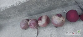Sprzedam młode buraczki szykowane ręcznie w worki 10kg. Kaliber 5-8 . Odmiana Wodan. Okolo 10 ton. Lokalizacja powiat Płońsk,...
