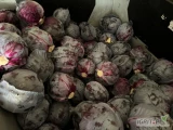 Sprzedam kapustę czerwoną kaliber 0,8-2 kg opakowanie do uzgodnienia ilości paletowe. 
