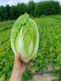 Sprzedam kapustę pekińską. Czysta, bez robaka, zdrowa. Kaliber od 0,8 kg. Naszykuję pod zamówienie prosto z pola w karton lub luzem. 