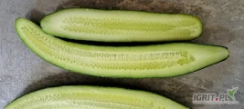 Sprzedam Ogórka szklarniowego II Klasa. Świeży, Duże ilosci, Transport, Faktura VAT, KALISZ TEL. 884883858