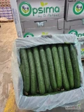 Long cucumber for export from Thessaloniki (Greece).