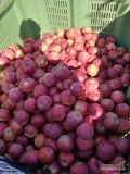 Sprzedam około 50 ton red jonaprince w trakcie zbiorów rwany od 6,5. Podole 05-600 Grójec tel. 698185301. Zapraszam 