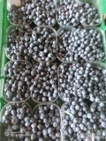 Owoce borówki amerykańskiej 12+ Bluecrop. Skrzynka netto 4 kg 