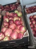 Sprzedam jabłko z chłodni. Odmiany Prince, Golden, Rubinstar, Eliza, Lobo przygotuje w skrzynki bądź w karton, cena do uzgodnienia....