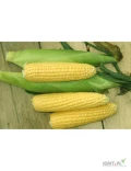 Kukurydza cukrowa , słodka.