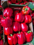 Sprzedam papryke czerwona oraz żółta cięta z ogonem 