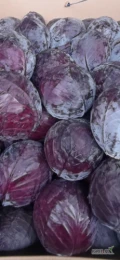 Sprzedam kapustę czerwoną 1-4 w karton box 24 t 