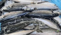 Makrela (Scomber Scombrus) WR 600+ IQF; 20,80 PLN/kg;