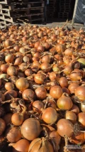 Sprzedam cebulę po koszu luske trzyma 
