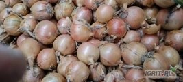 Sprzedam cebulę z siewu wiosennego odmiana medusa kaliber 50- 80 