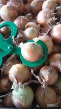 SPRZEDAM CEBULĘ 4,5-9 ŁADNA ŁUSKA, WYSUSZONA NADAJE SIĘ NA WOREK.
