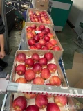 Kupię jabłko, , Gala Pasek, Princ Select, Red Cap, Jeronimo, Golden, , Gala Red, 