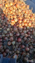 Cebula ŻÓŁTA NA WOREK I DO OBIERANIA, 70%6+ Ilości tirowe, import, dostawa do klienta w całej Polsce. Co tydzień nowe oferty do...