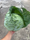 Sprzedam kapustę o wadze od 2 do 5 kg. Główki czyste bez robaków i objawów chorób. Możliwości naszykowania w liściu na market oraz...