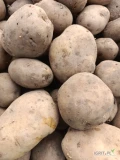 Sprzedam ziemniaki jadalne Riwiera 55+ więcej informacji udzielę telefonicznie 