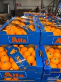 We offer all season supplying of greek origin oranges. Only wholesale orders in volume of truck.