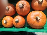 Sprzedam dynie halloween 1-4kg zostało około 6 ton